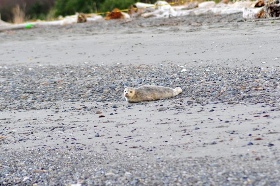Lokales Seeungeheuer ;-) Eine Robbe, auf eigens abgesperrten Strandabschnitt.